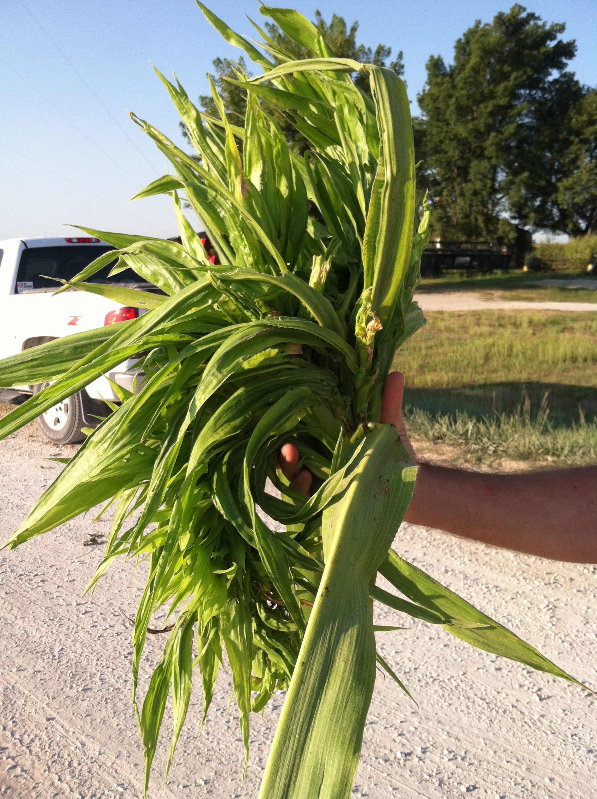 Plant tissue distortion characteristic of crazy top.