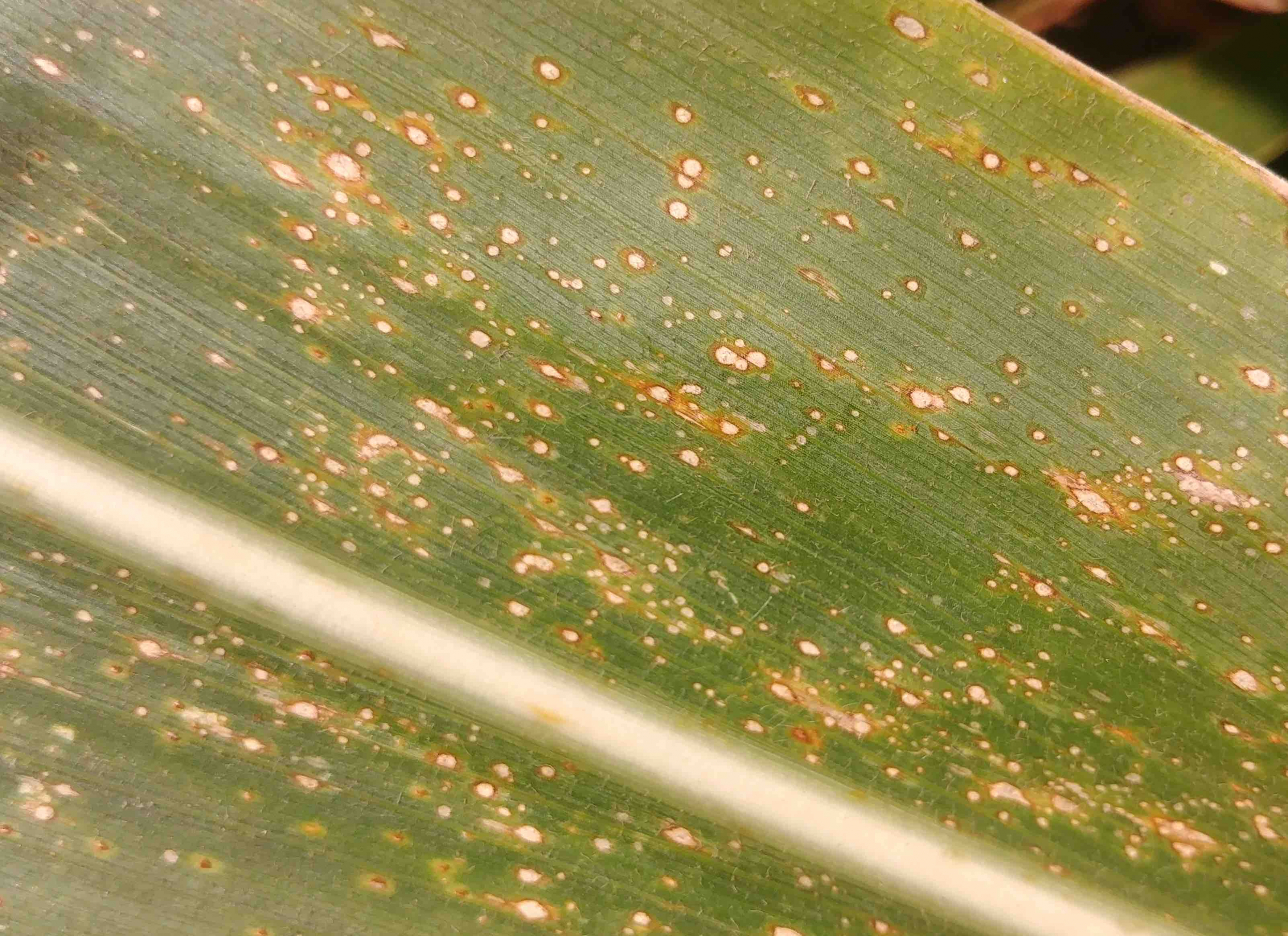 Curvularia leaf spot disease gladiolus Curvularia lunata caused initiation  vera