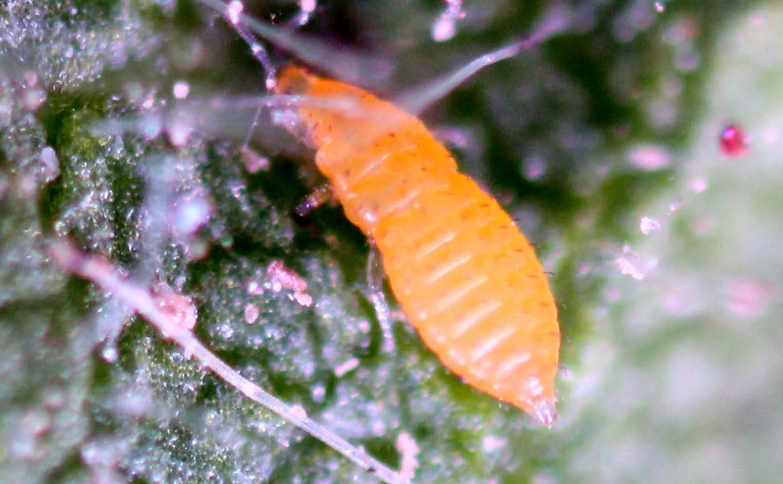 Thrips nymphs acquire Soybean vein necrosis virus when feeding on infected plants.