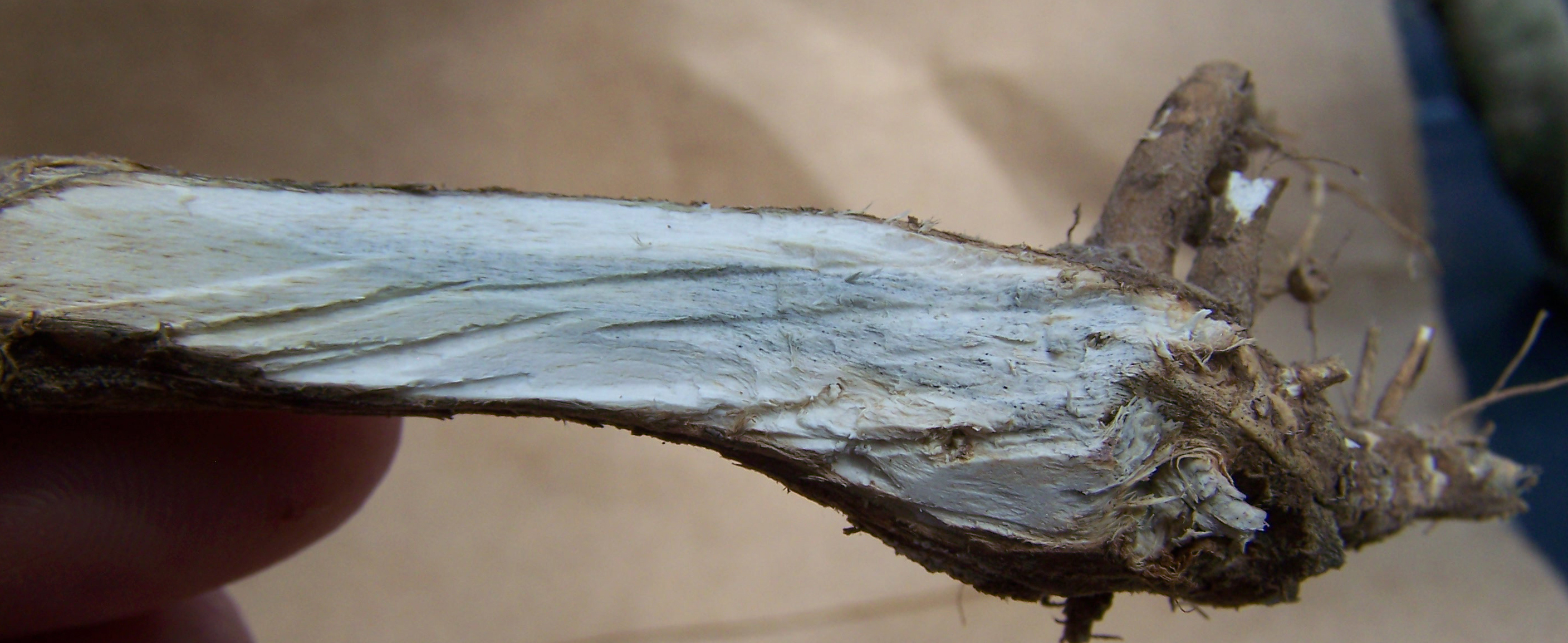 Gray discoloration of the lower portion of a soybean stem caused by charcoal rot.