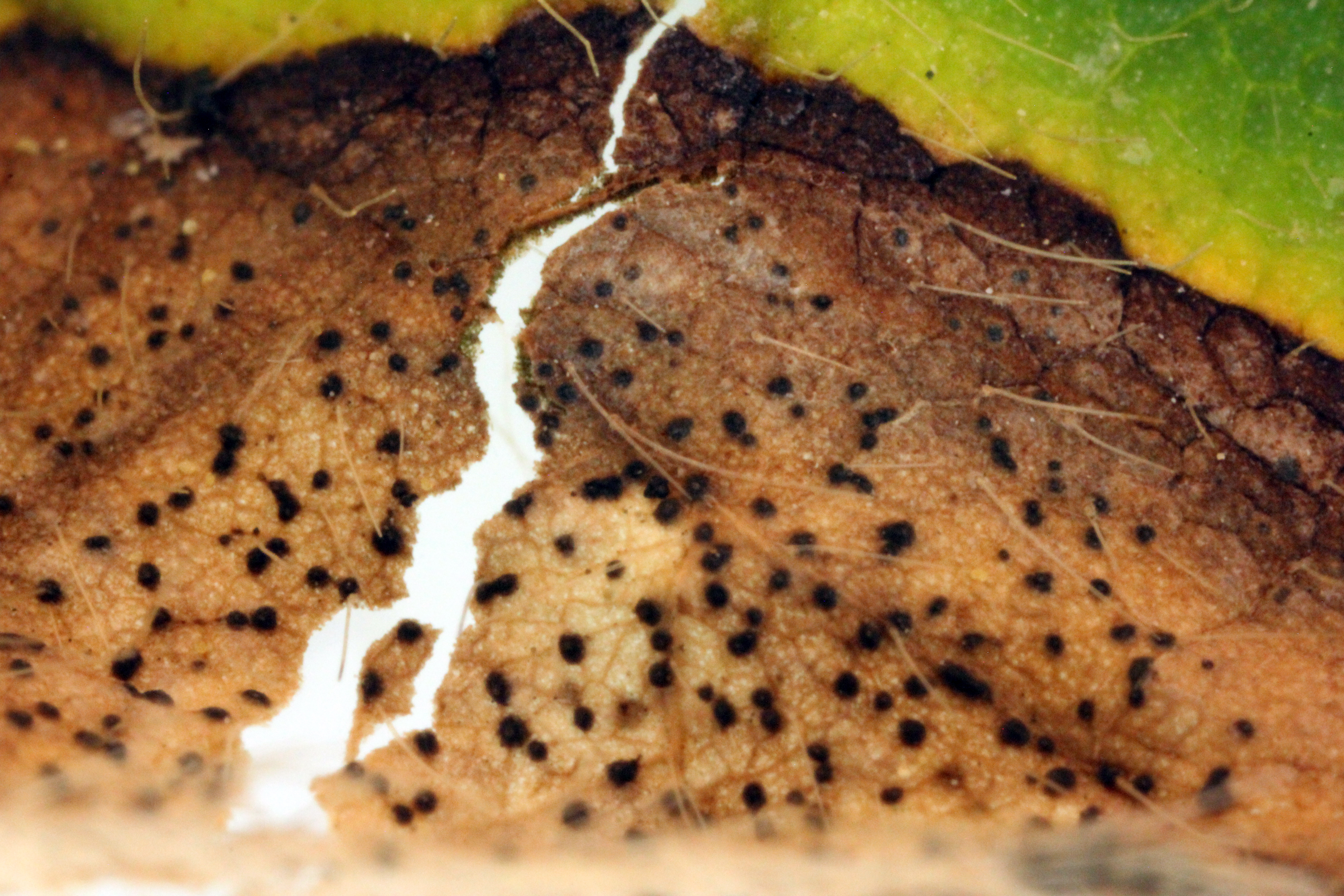 Magnified view of Phyllosticta leaf spot lesion with pycnidia fruiting structures.
