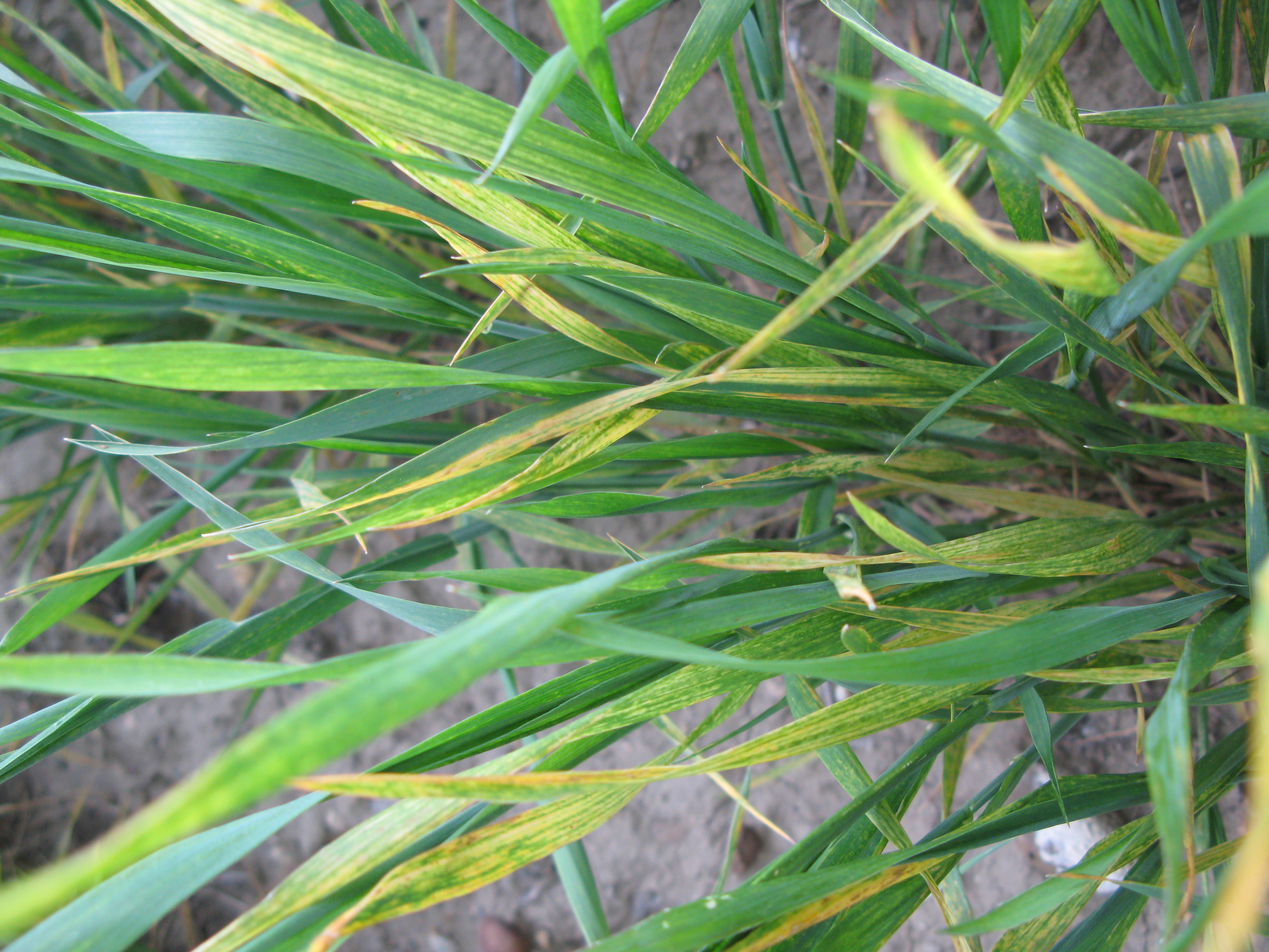 Symptoms of wheat streak mosaic on wheat plant. 