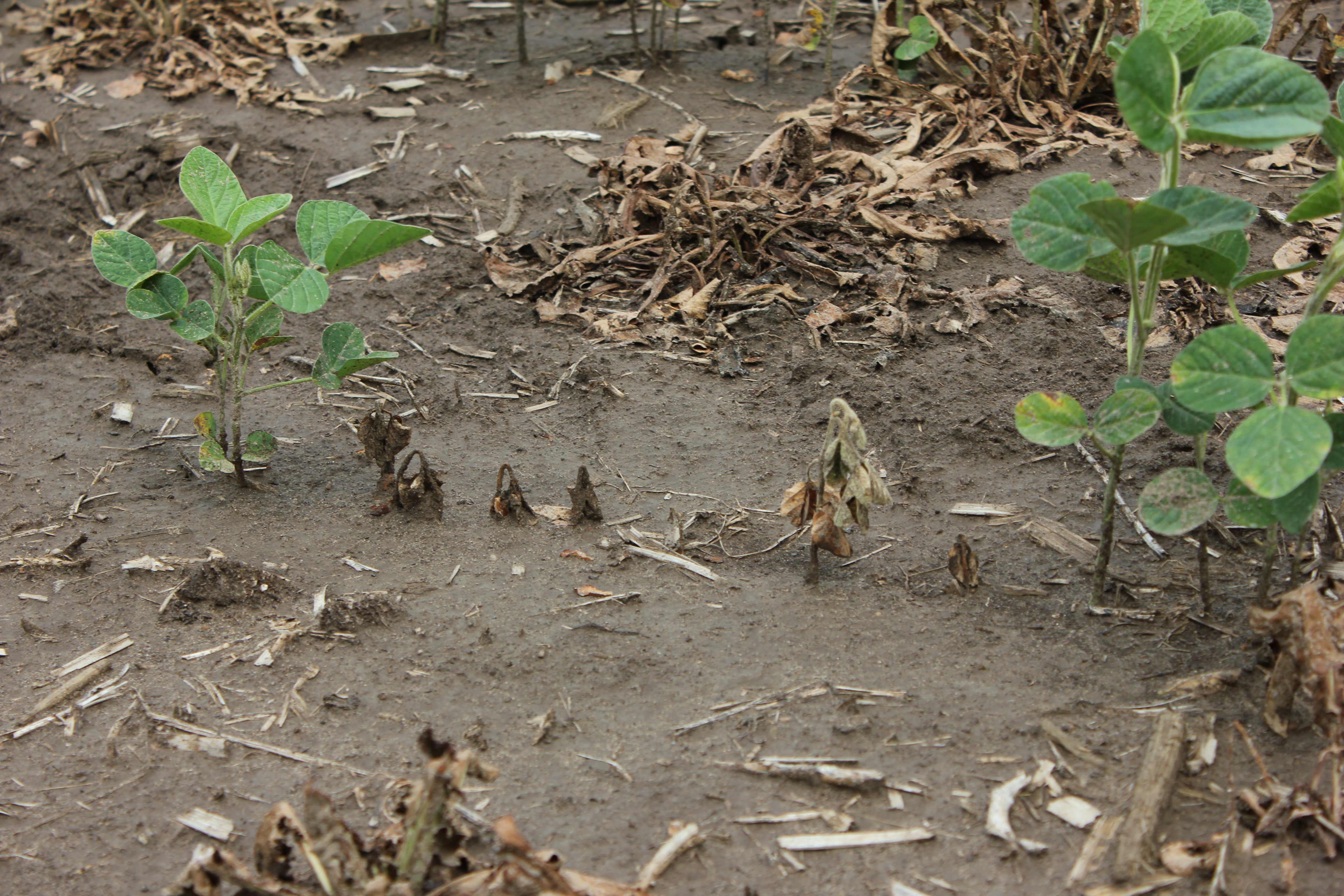 pythium blight