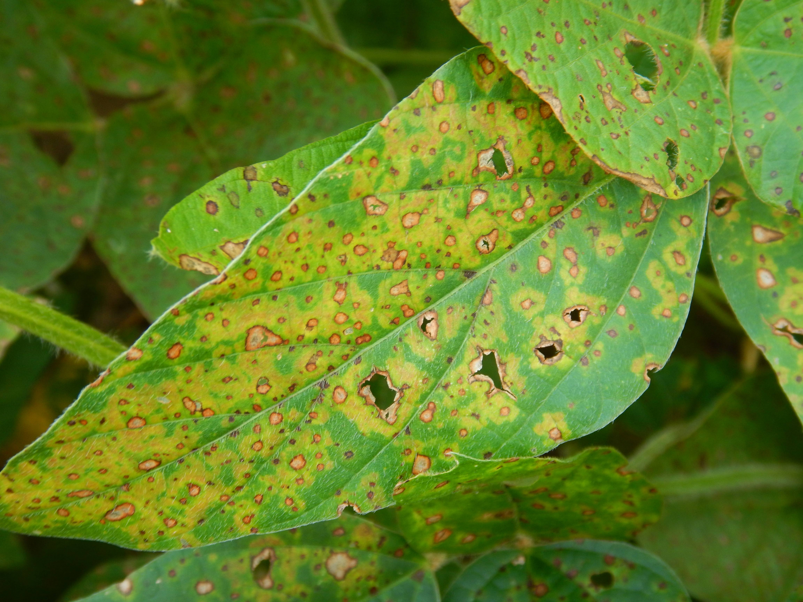 Figure 3. On some soybean varieties, frogeye leaf spot lesions may have light green to yellow halos.