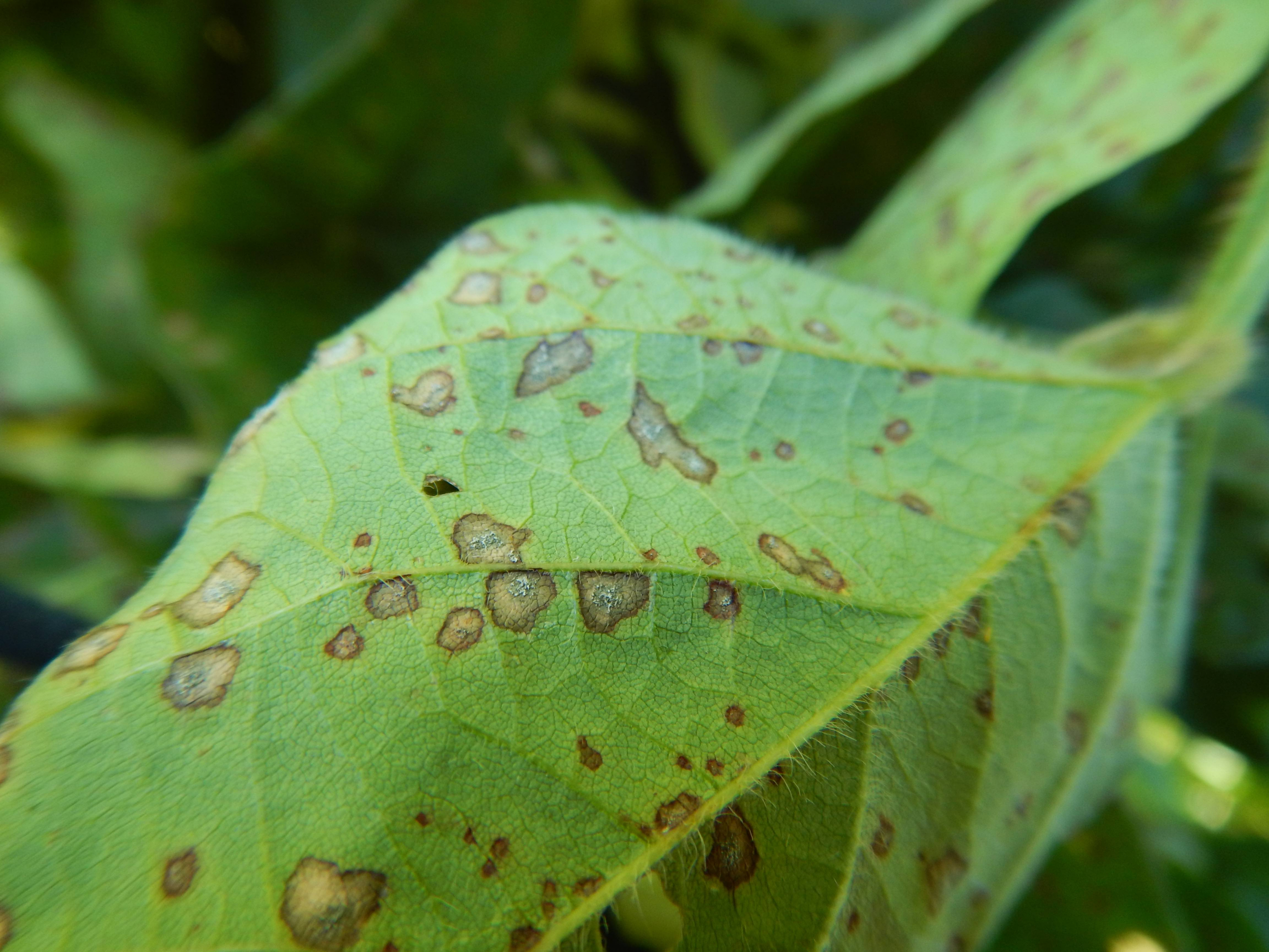 Figure 4. Fuzzy gray sporulation (conidia) of the frogeye leaf spot fungus can sometimes occur in lesions on the undersides of leaves.