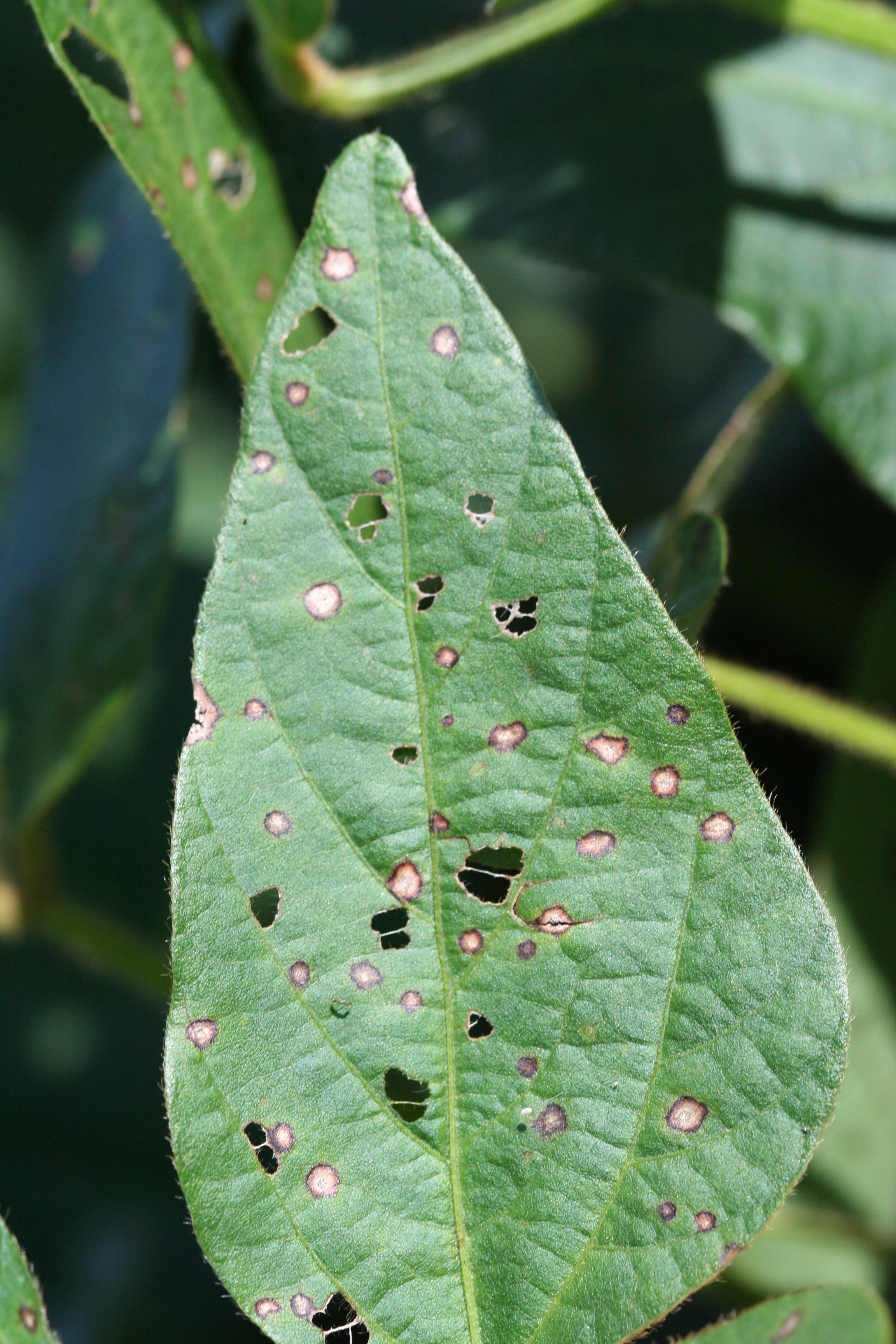 Figure 2. Reddish purple margins surround the gray centers on mature frogeye leaf spot lesions. The missing areas on this leaf are from insect feeding.